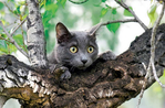 Сколько кошка может просидеть на дереве thumbnail