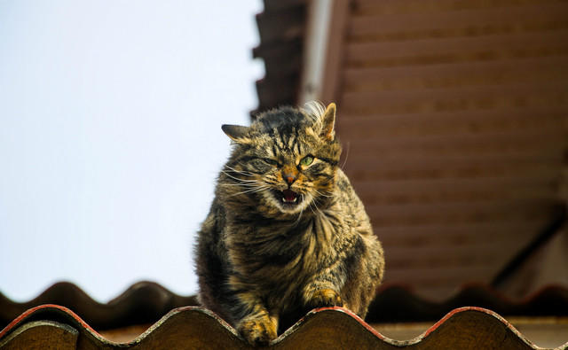 что делают коты в марте. Смотреть фото что делают коты в марте. Смотреть картинку что делают коты в марте. Картинка про что делают коты в марте. Фото что делают коты в марте