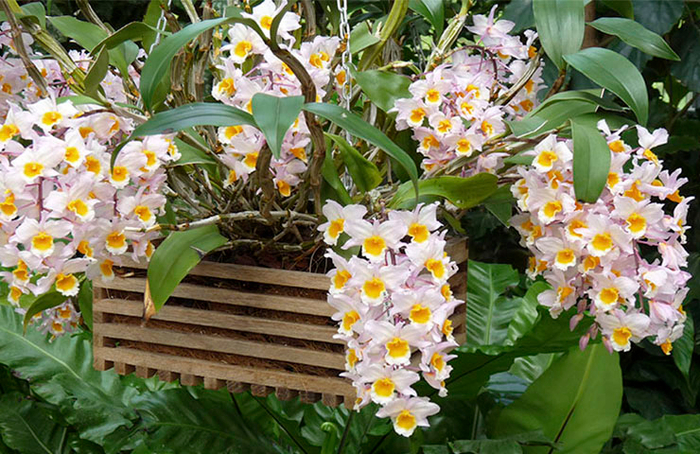 Dendrobium-orhideja (700x454, 498Kb)