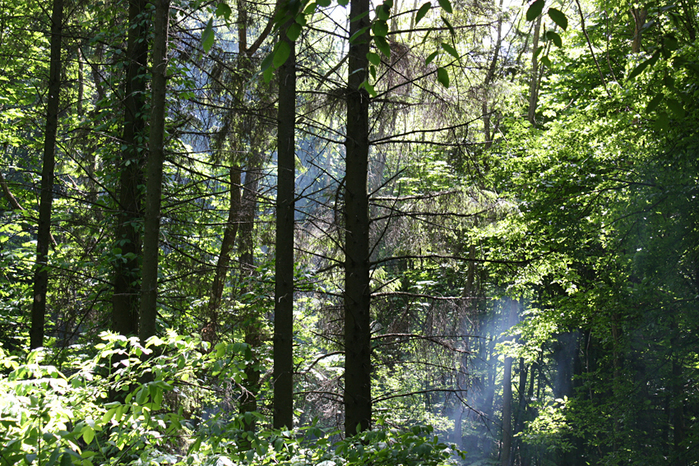 4052195_IMG_5897 (700x466, 575Kb)