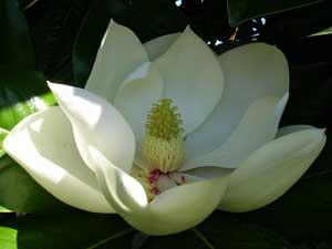 magnolia-grandiflora-01-300 (300x225, 40Kb)