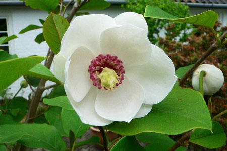 Magnolia-sieboldii (450x300, 110Kb)