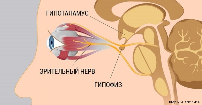 5283370_zrenie_stroenie (700x365, 100Kb)