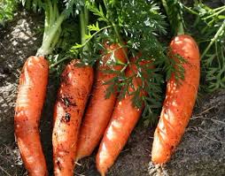как вырастить хорошую морковь (254x199, 76Kb)