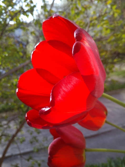 4052195_IMG_20170422_175135 (525x700, 205Kb)