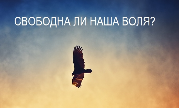 Свободная воля. Орел в небе. Полет птицы в небе. Богатство не в деньгах а в умении ими пользоваться Аргументы. Богатство не в обладании сокровищами а в умении ими пользоваться эссе.