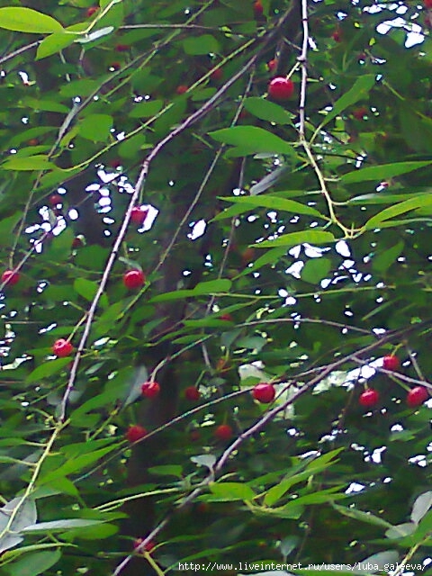 Фото1050_001 (480x640, 261Kb)