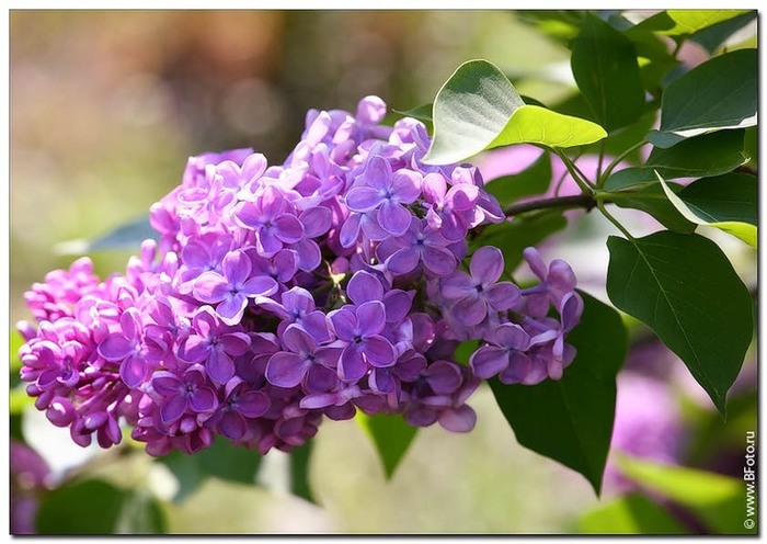 5423676_0_a64f6_ee30f35f_XL (700x496, 94Kb)