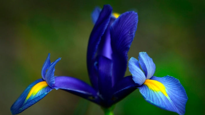 5230261_iris9 (700x393, 146Kb)