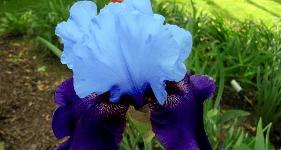 5230261_iris13 (560x300, 32Kb)