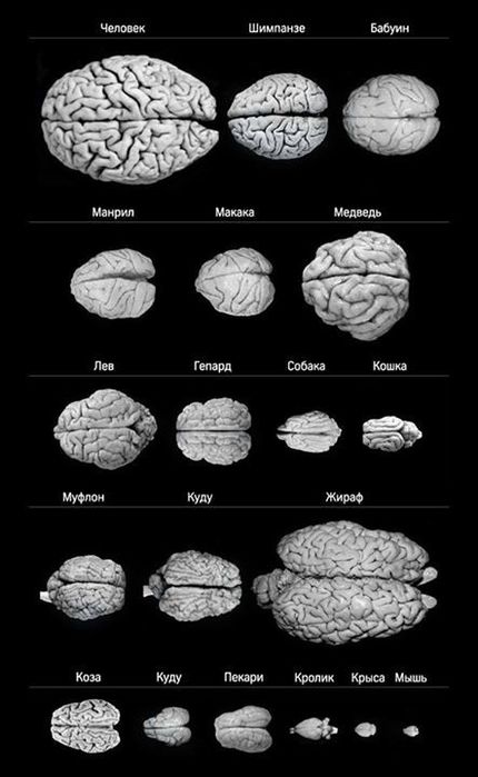 Размер мозга. Мозг животных. Сравнительный размер мозга.