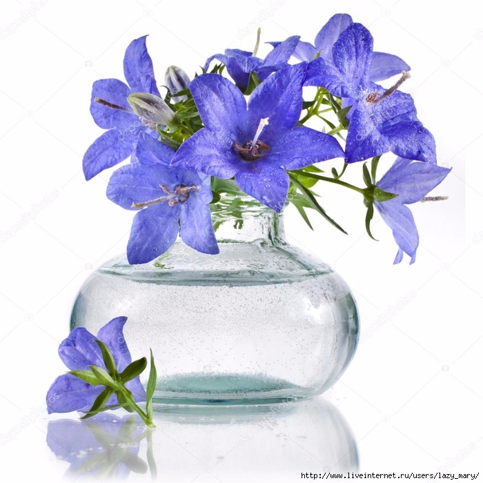 depositphotos_21190977-stock-photo-bouquet-bunch-of-blue-campanula (700x700, 271Kb)