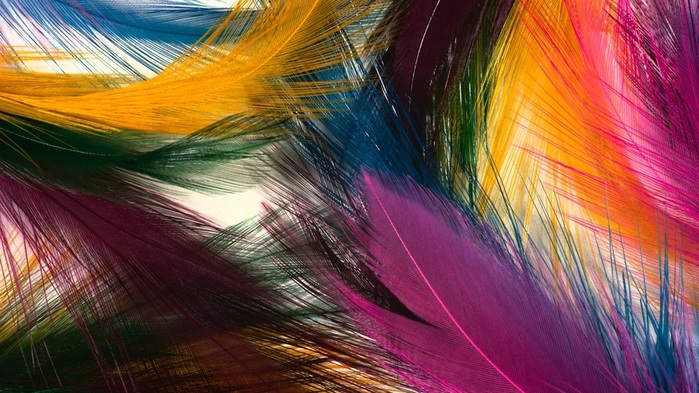 Colorful-feathers_1920x1080 (700x393, 139Kb)