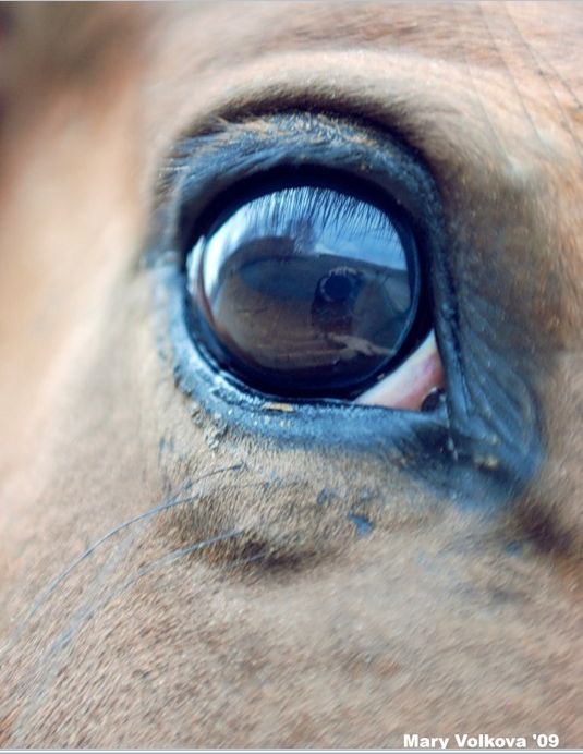 Лиловый глаз у лошади фото