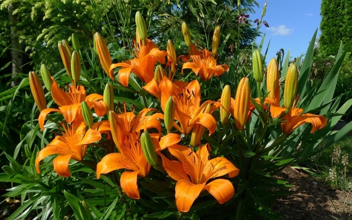 lilies-flowers-flowerbed-sunny-2560x1600 (700x437, 203Kb)