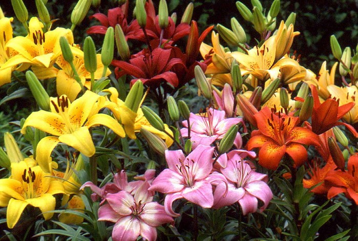types-of-lilies-plants (700x470, 126Kb)