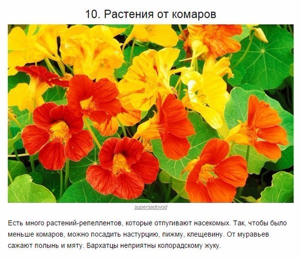 10 (604x523, 345Kb)