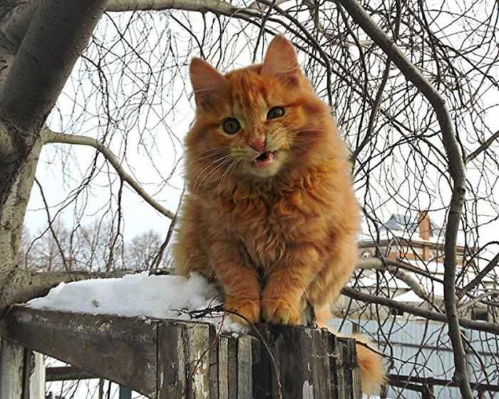 Кошландия, огромне сибирские коты3 (700x560, 476Kb)