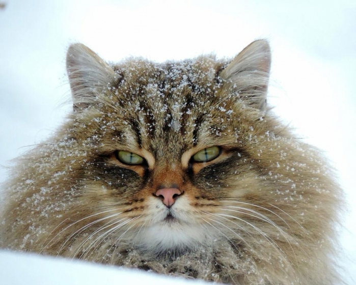 Кошландия, огромне сибирские коты5 (700x560, 365Kb)