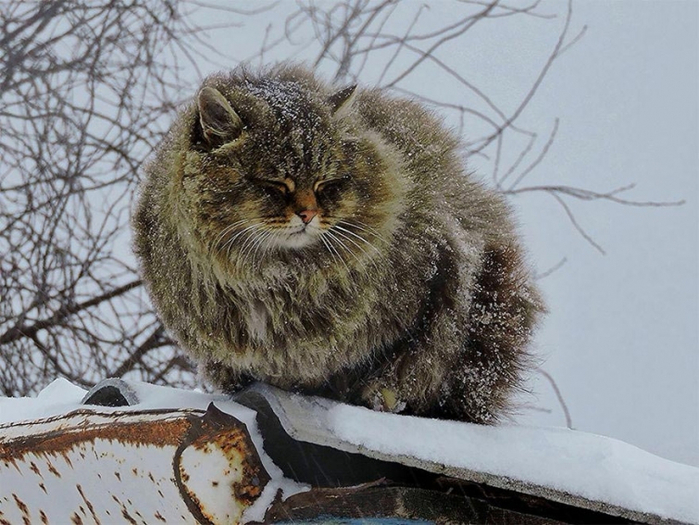 Кошландия, огромне сибирские коты9 (700x525, 389Kb)