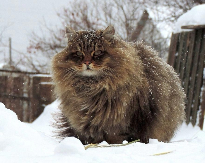 Кошландия, огромне сибирские коты11 (700x559, 377Kb)
