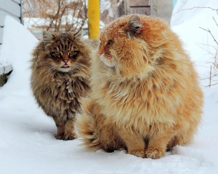Кошландия, огромне сибирские коты13 (700x559, 378Kb)