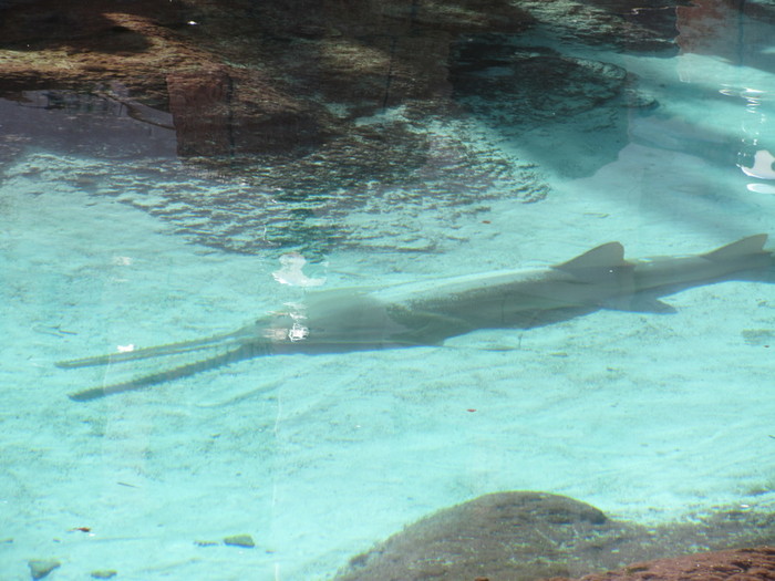 IMG_7398 (700x525, 97Kb)