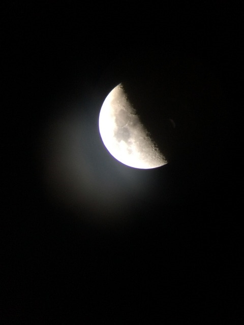IMG_2557 (480x640, 62Kb)