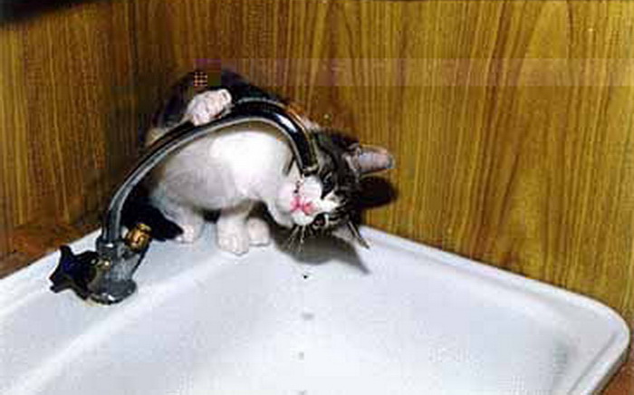 Сушняк 2. Сушняк картинки прикольные. Если в кране нет воды значит выпили коты. Привет с большого бодуна Дисней.