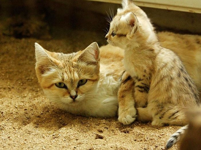 sandcats-6 (700x525, 108Kb)