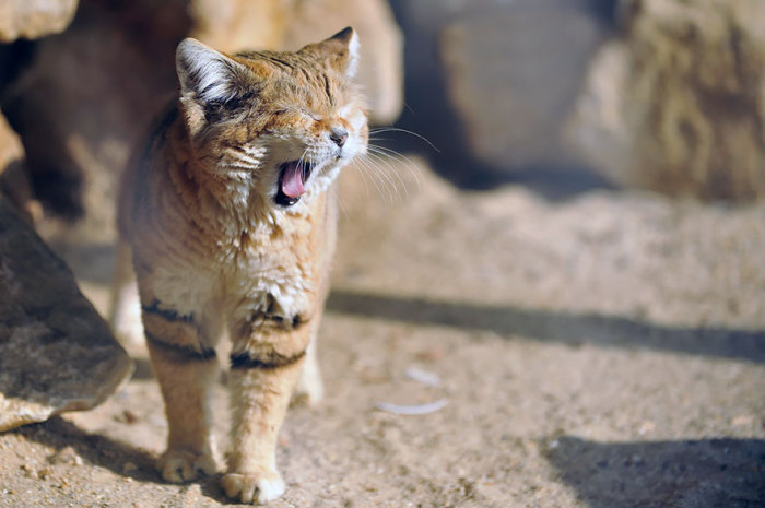 sandcats-7 (700x465, 63Kb)