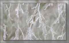 5716SQ_Frozen_Birch_Branch_loch_Pityoulish (240x151, 7Kb)