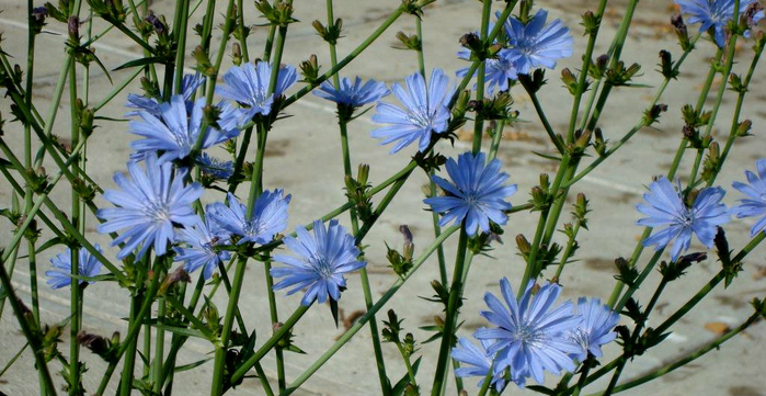 chicory (700x361, 355Kb)