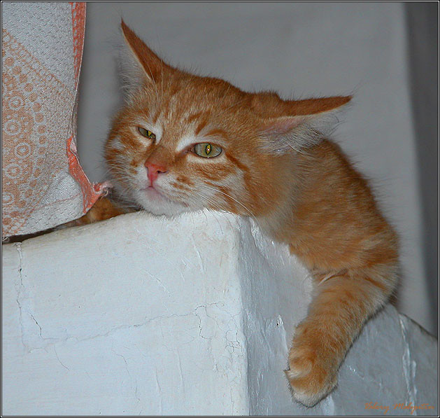 2369591_666image (629x597, 103Kb)