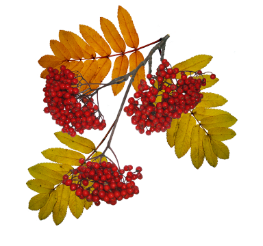 4 (384x360, 152Kb)