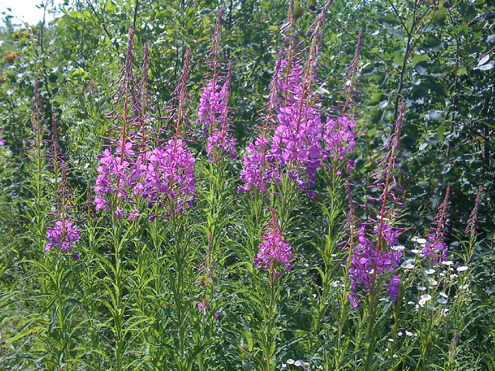 Epilobium_angustifolium_11 (700x525, 684Kb)