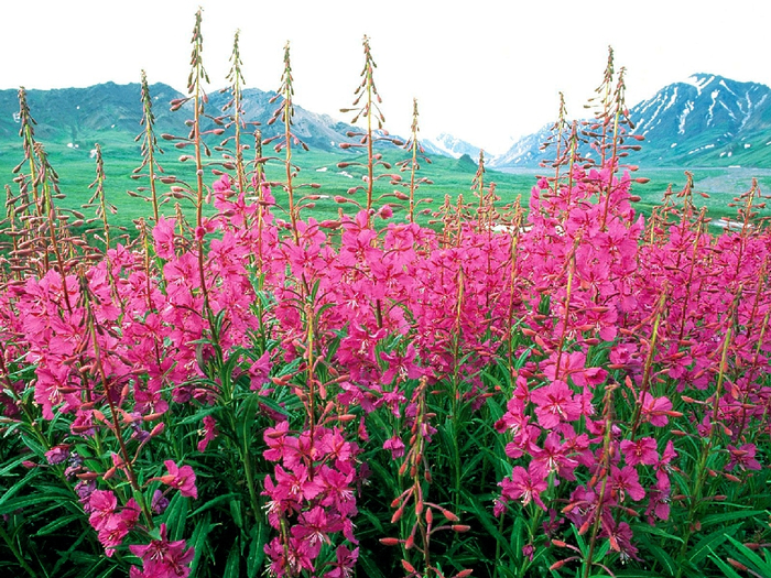 Epilobium_angustifolium_04 (700x525, 586Kb)