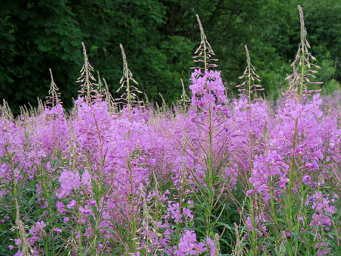 Epilobium_angustifolium_07 (700x525, 601Kb)