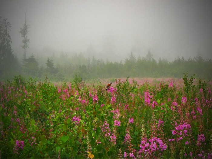 Epilobium_angustifolium_13 (700x525, 402Kb)