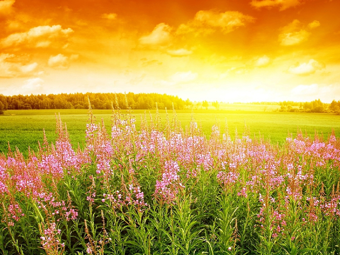 Epilobium_angustifolium_09 (700x525, 588Kb)