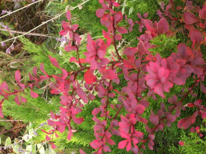 IMG_0026 (700x525, 590Kb)