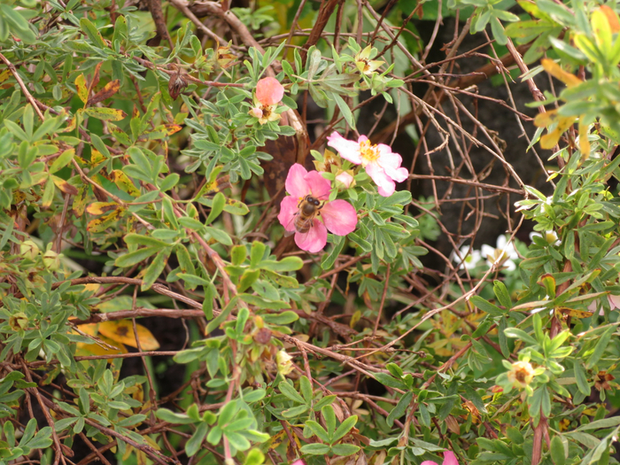 IMG_0027 (700x525, 594Kb)