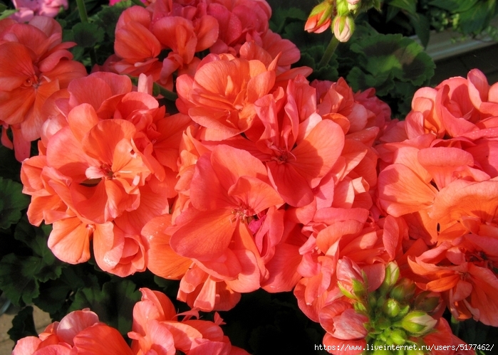 5177462_Geranium_Closeup_Red_464336 (700x499, 292Kb)