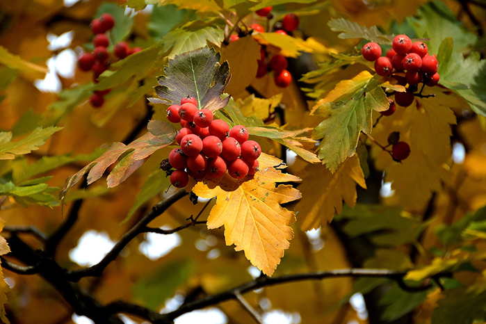 Berry_Autumn_451674 (700x466, 452Kb)