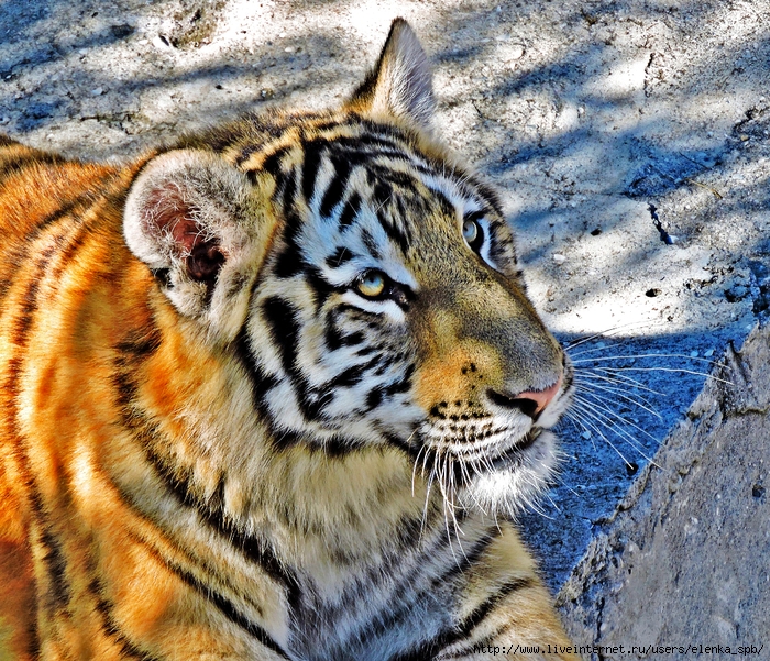 DSCN8548 (700x601, 544Kb)