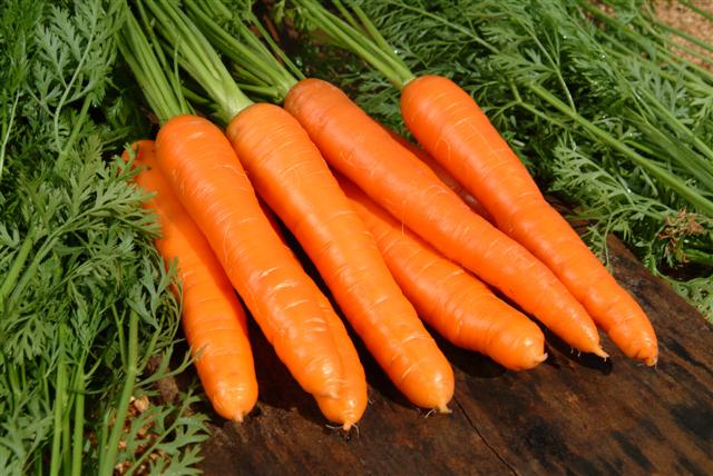 Морковь (640x428, 292Kb)