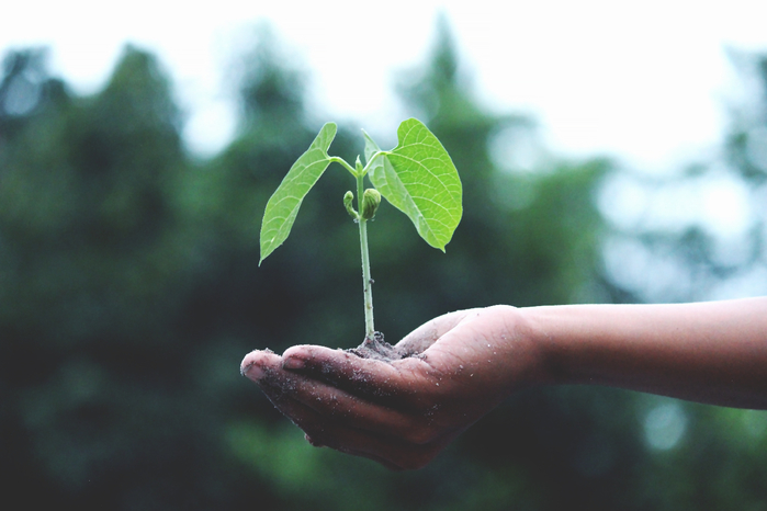 agriculture-growth-hand-1072824 (700x466, 241Kb)