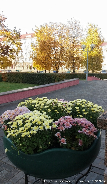 Цветы - в Могилеве от Светланы (407x699, 333Kb)