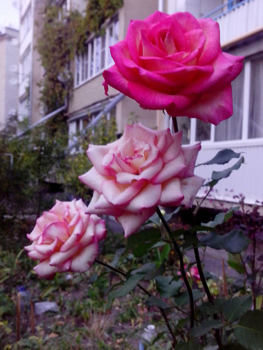 Цветы - Ессентуки от Любы розы (525x700, 228Kb)