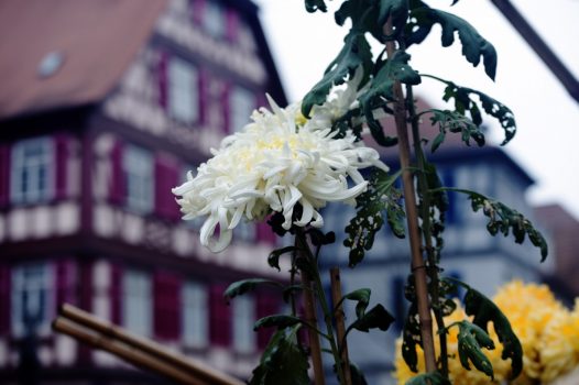 Chrysanthema-Lahr-Germany-Japanese-Special-Culture-Bale-NCN-526x350 (900x650, 35Kb)